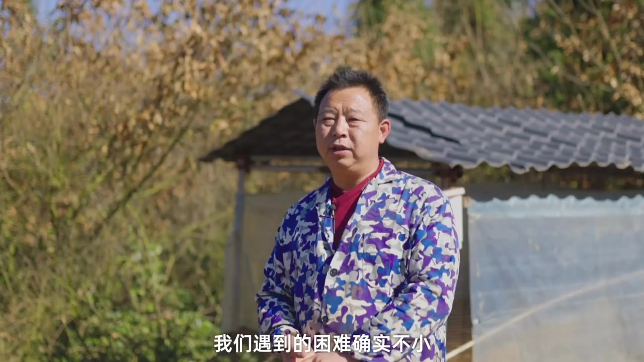 普安乌金鸡是我国特有的家禽品种,村民们在大山里养殖,原生态林下散养,自由采食,养出来的乌金