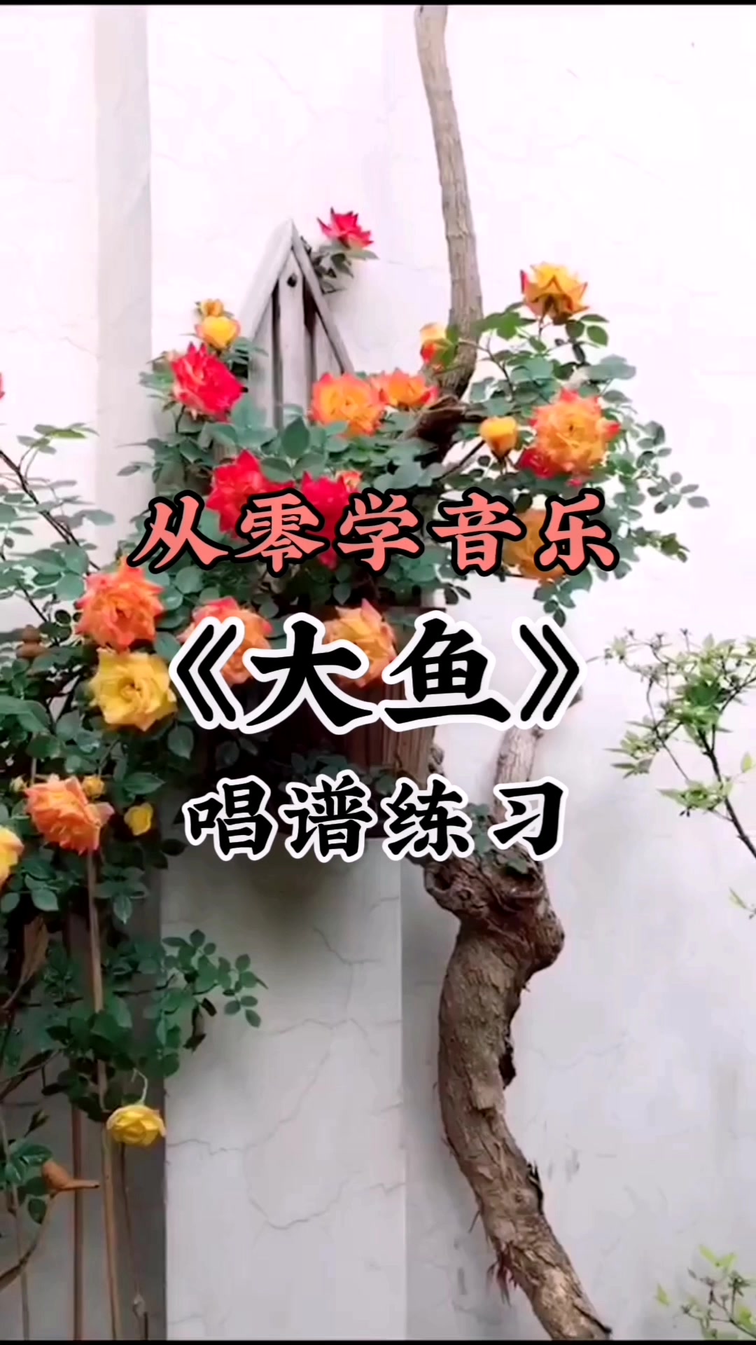 《大鱼》歌曲简谱教唱