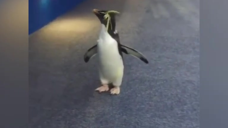 让我们一起来看看企鹅小时候有多可爱