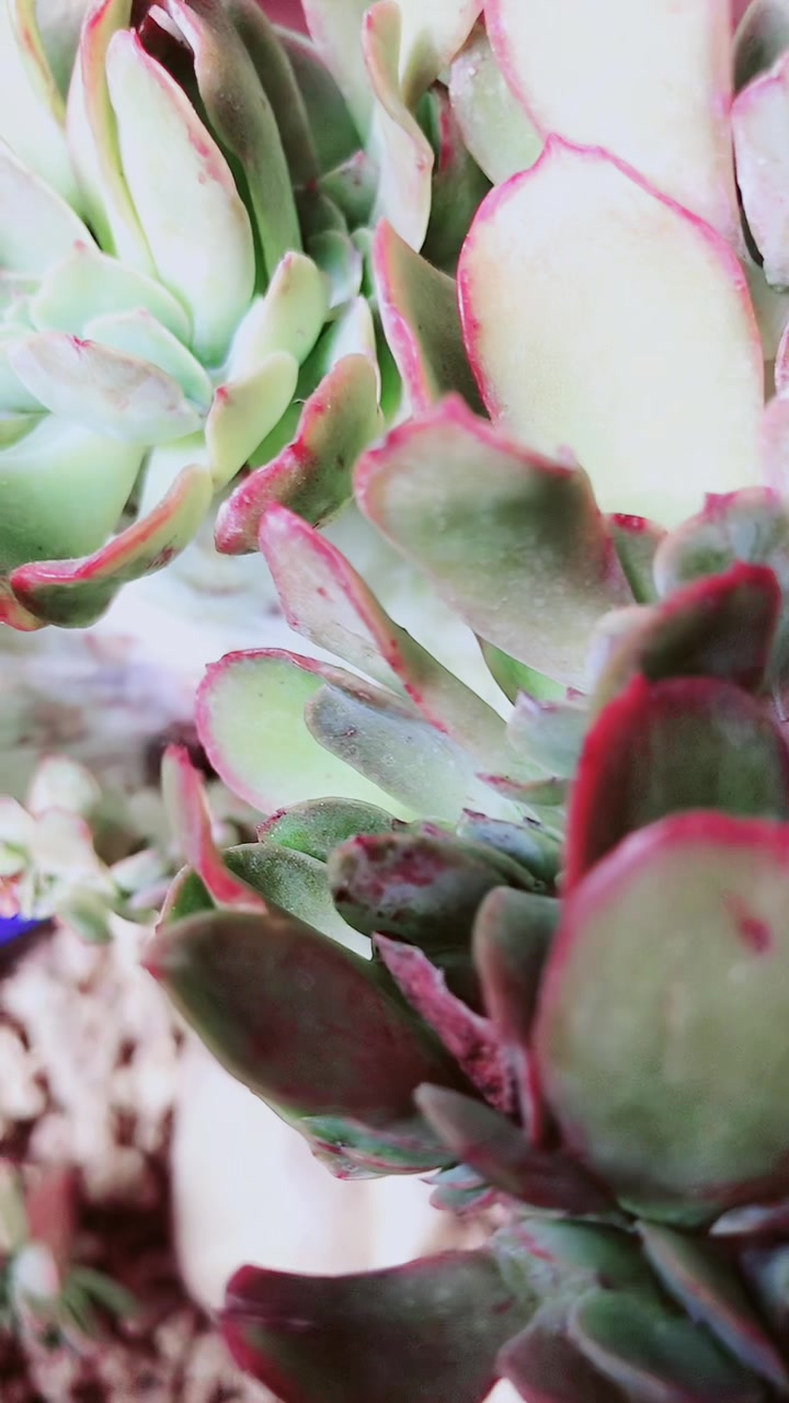 金凤凰缀化,不知道出状态是什么样子的,反正现在不好看就是了