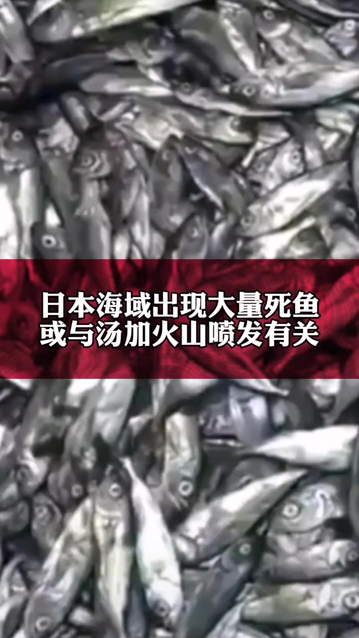 日媒1月18日报道,日本海域出现密密麻麻鱼类尸体 预计累计死亡的鰤鱼达10万条以上,死鱼或