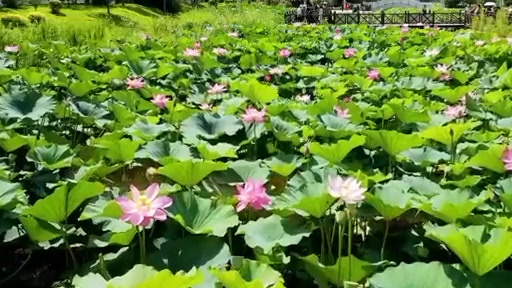 【委员眼中的家乡㉝ | 这地儿,老仙儿了!】对于整个东北来说,吉林“老秀气了”!“长白山”