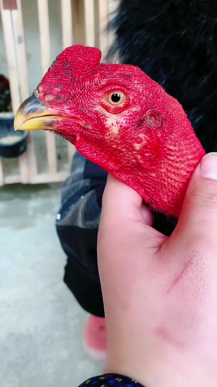 质量越南鬼子斗鸡 哪里卖斗鸡斗鸡怎么训练
