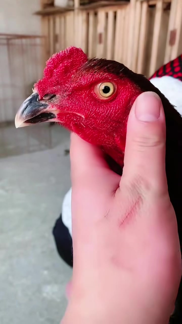 质量排拐战将 斗鸡养殖基地精品越南鬼子