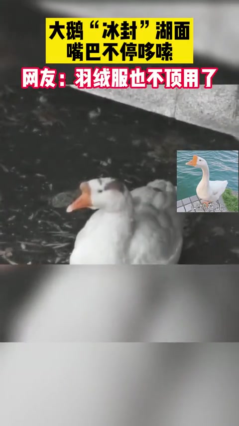 大鹅“冰封”湖面,嘴巴不停哆嗦,网友:羽绒服也不顶用了