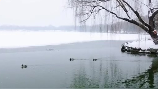 【雪中萌趣!北京圆明园赏雪偶遇网红黑天鹅 、绿头鸭,竟然还有……】北京下雪了!去哪看雪景?