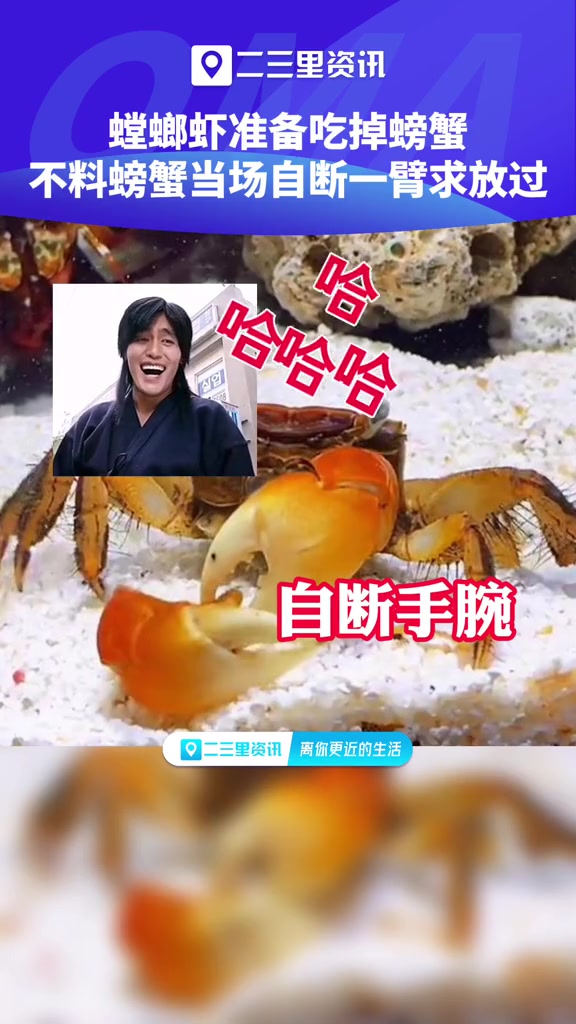 1月21日,大连 螳螂虾遭遇螃威胁自断一臂求放过,现实而残酷的生物链 螃蟹成精了 二三里视