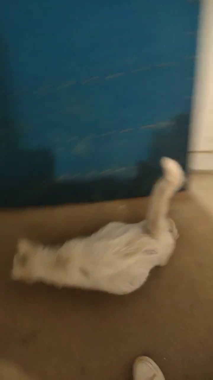 这只大白猫是不是要生小猫猫了?