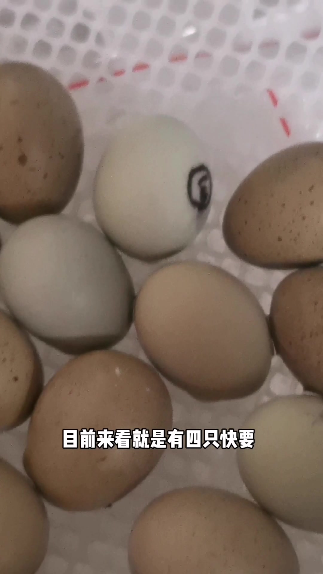 用自动孵化器孵化的芦丁鸡蛋几天出壳?18天整出壳4只!