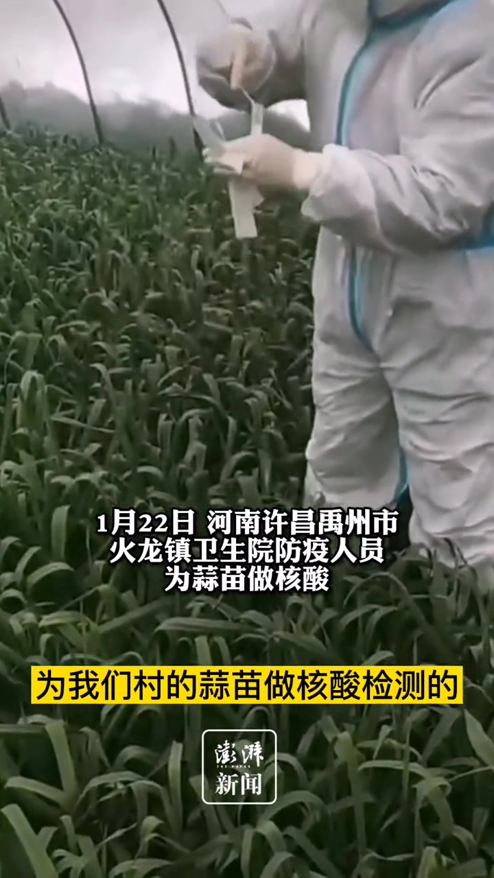 禹州回应防疫人员为蒜苗做核酸:收购商要求提供蒜苗健康报告