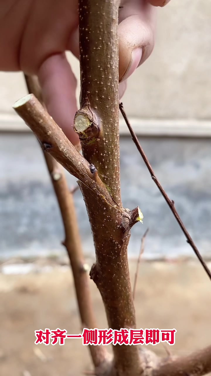 杏树切腹接春天嫁接适合