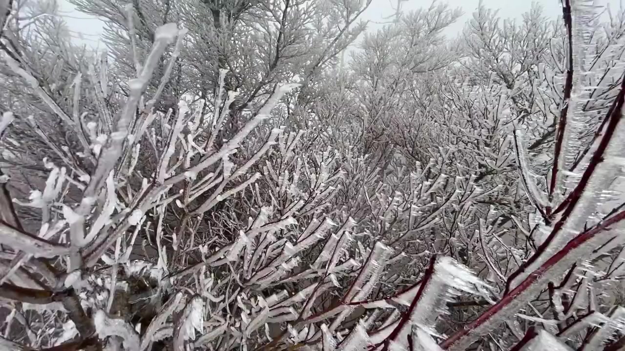 #武汉新闻#【武汉木兰山顶雾凇景观上线】1月24日,武汉市区连续阴雨,最高气温始终在4℃左