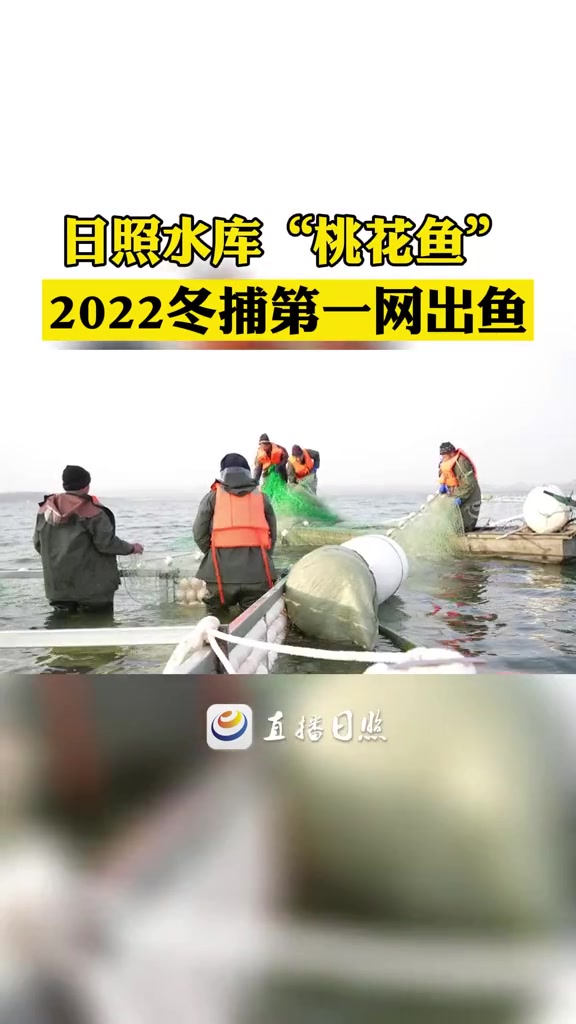 日照水库“桃花鱼”2022冬捕第一网出鱼