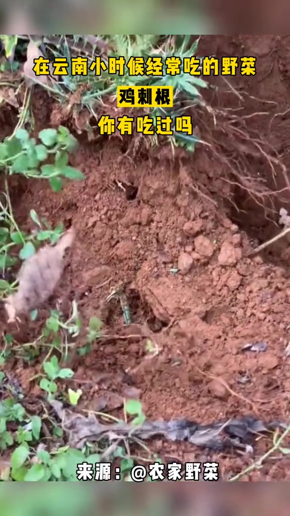 在云南小时候经常吃的野菜,鸡刺根,你吃过吗 鸡刺根 云南野菜 农村生活