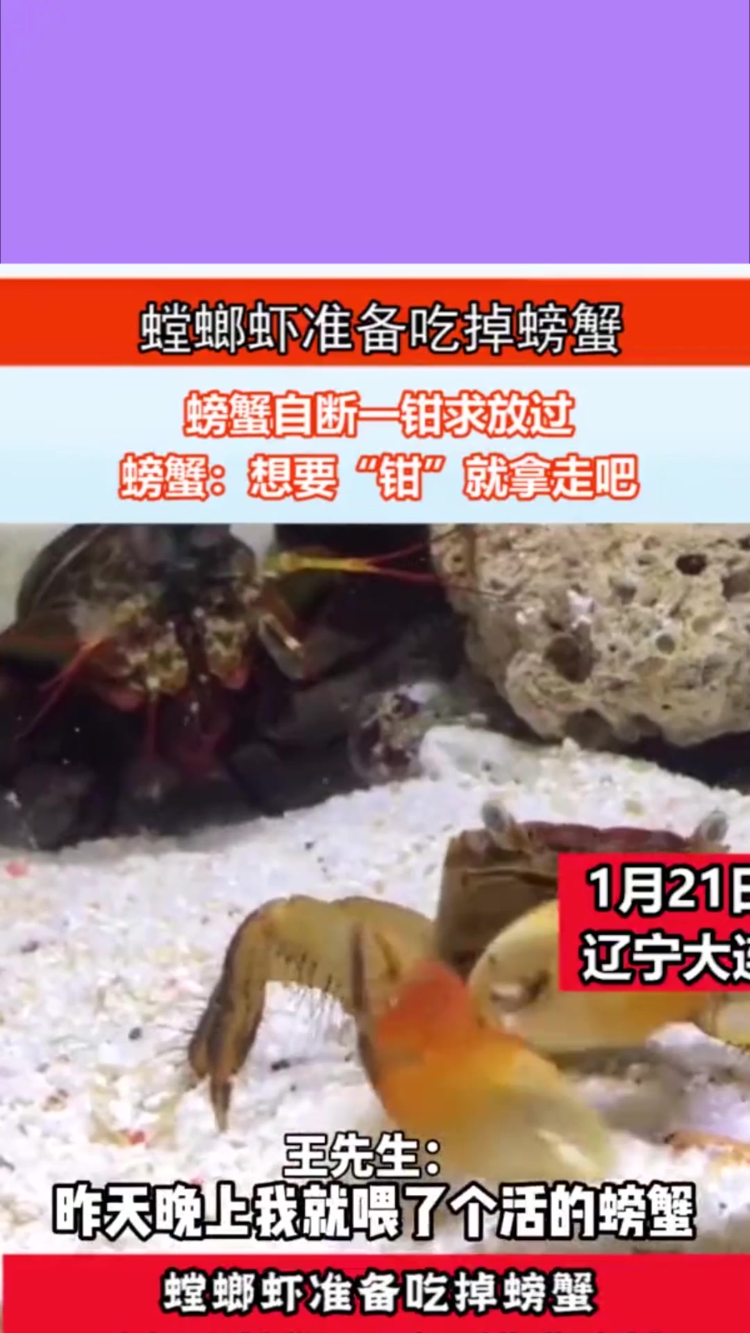 螳螂虾准备吃螃蟹,螃蟹自断一钳求放过,螃蟹:想要“钳”就拿走