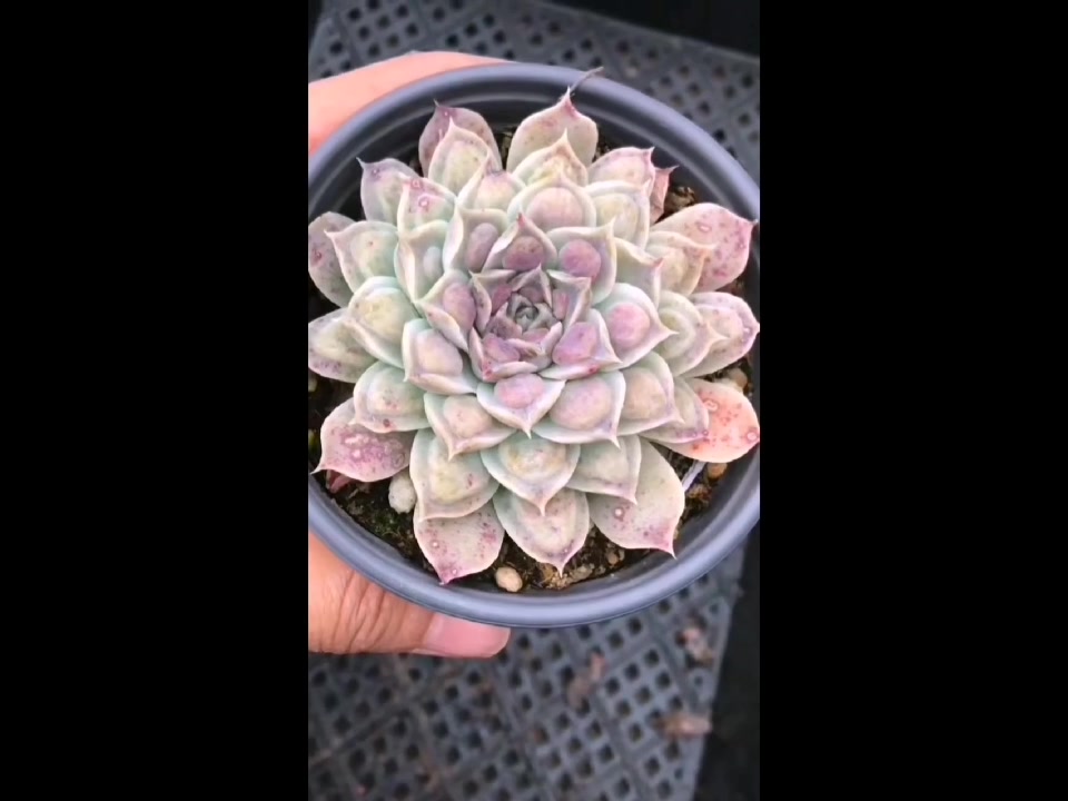 太美了,纸风车多肉