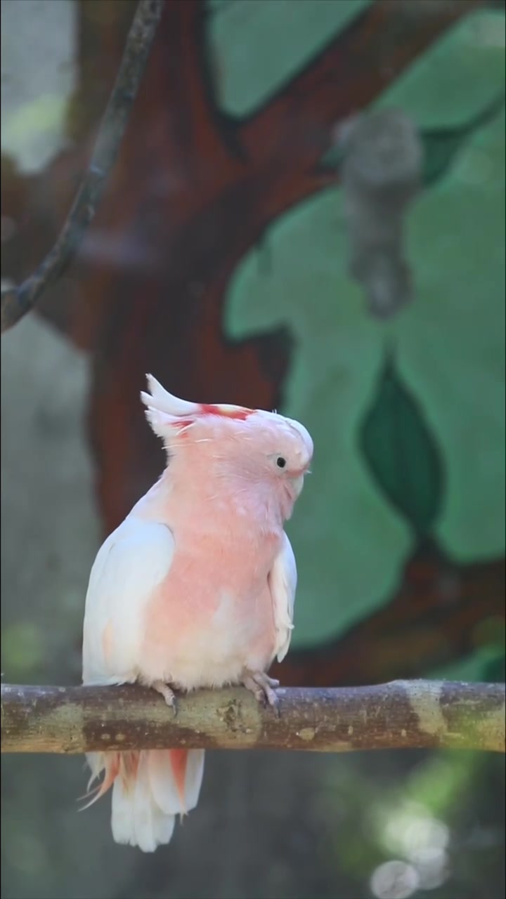 短视频|彩冠凤头鹦鹉