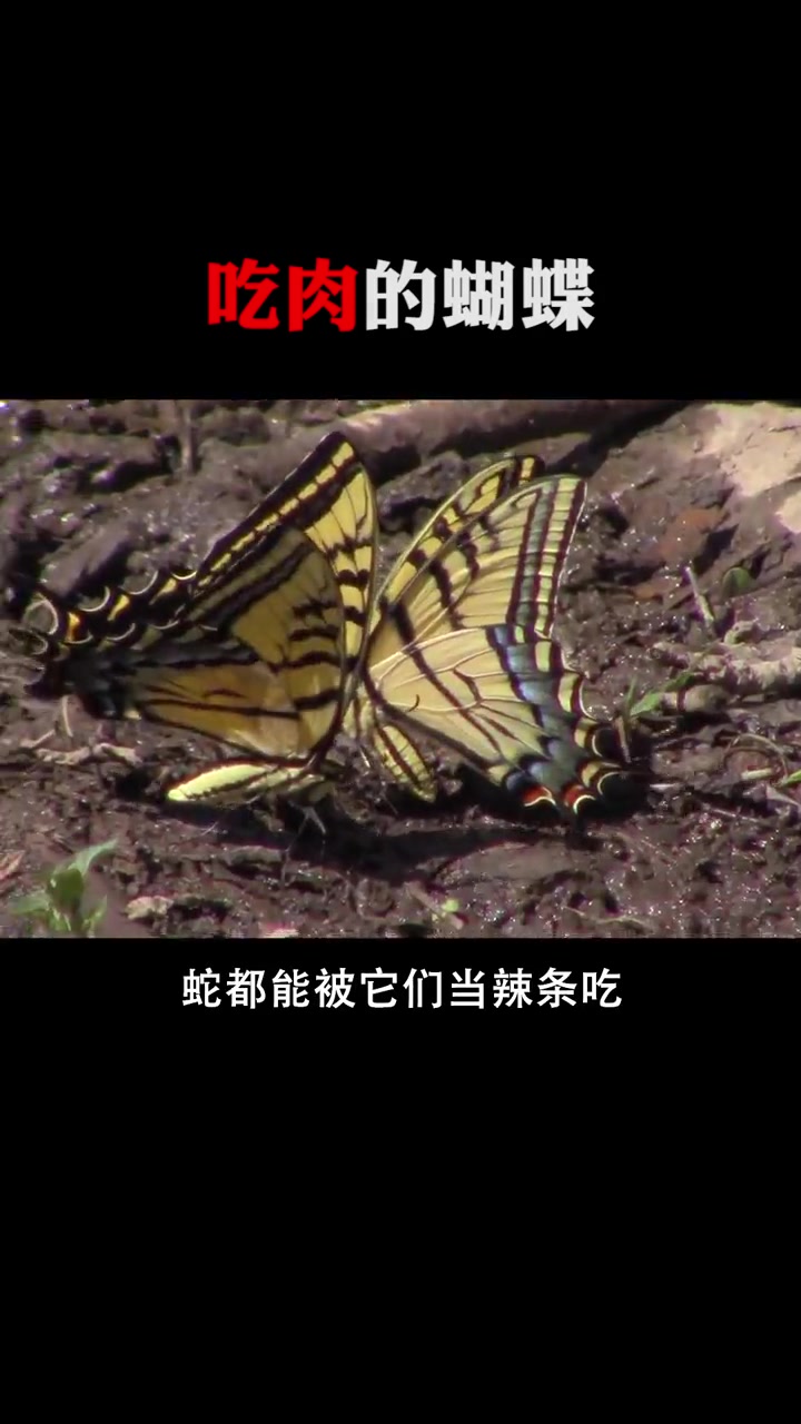 最可怕的吃肉的蝴蝶