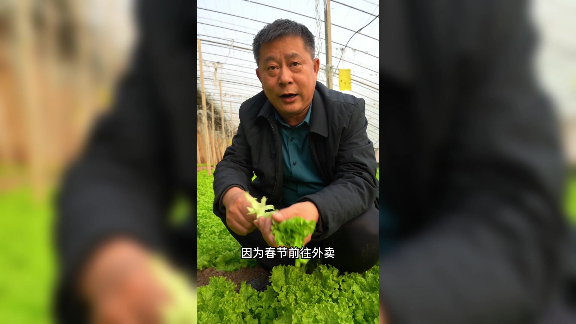 生菜吃了发财又生财!