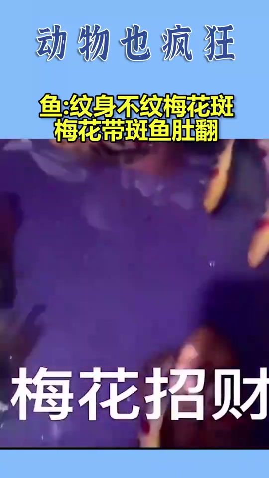 鱼:纹身不纹梅花斑,梅花带斑鱼肚翻