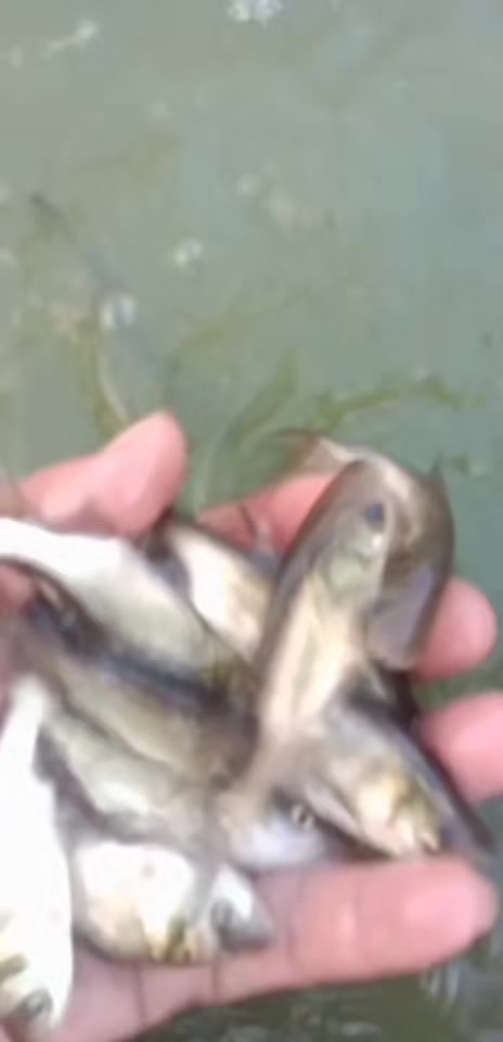 东莞深圳鲤鱼苗场是属于淡水鱼苗,生长在淡水中