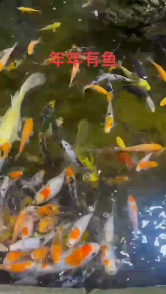 今天是送走穷神迎接财神的日子,河东商圈祝大家年年有鱼,好运连连,见者好运,财源滚滚来!#大