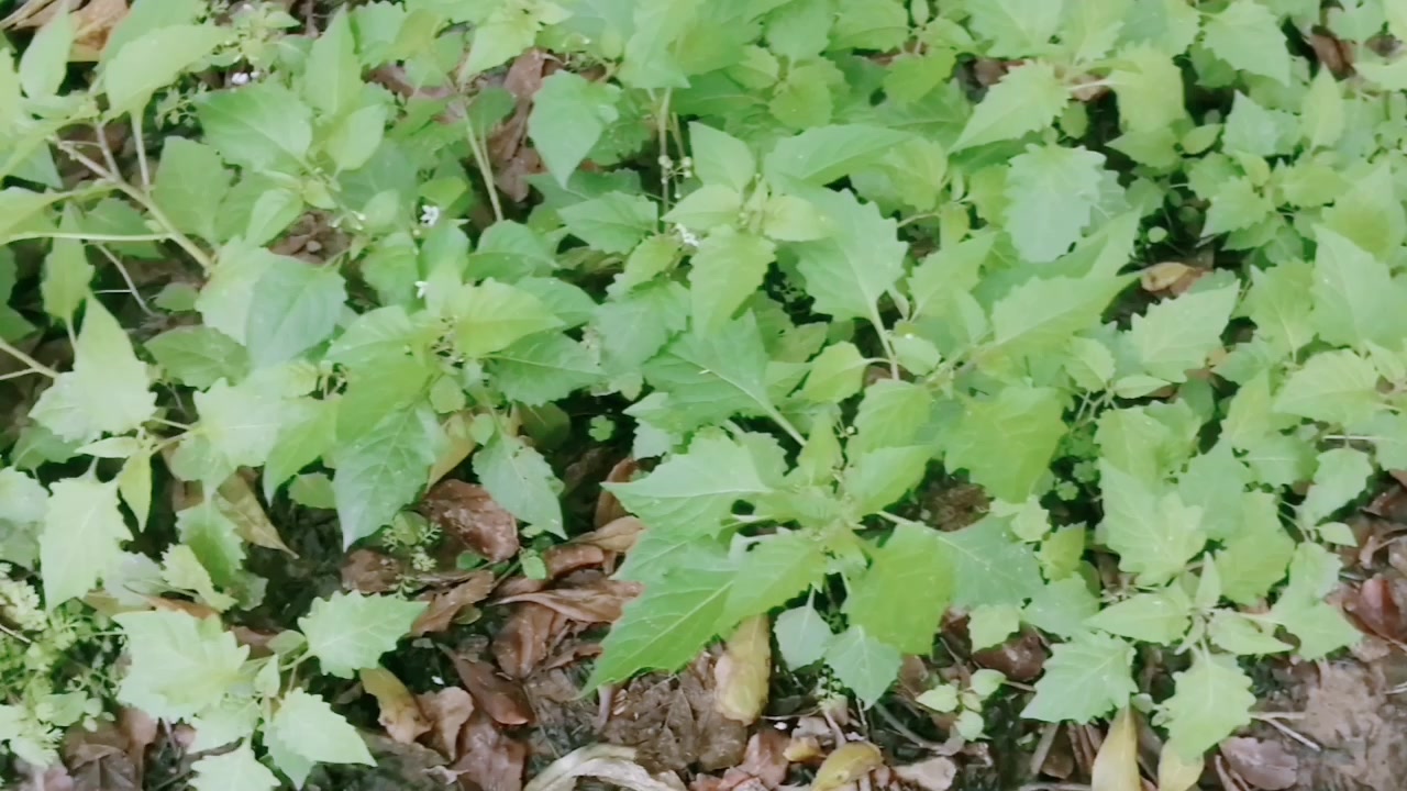 #新春故事会# 北方还在下雪,上思念轮水库边的农庄里,桃树已经结果了,绿绿的,树下还有野白