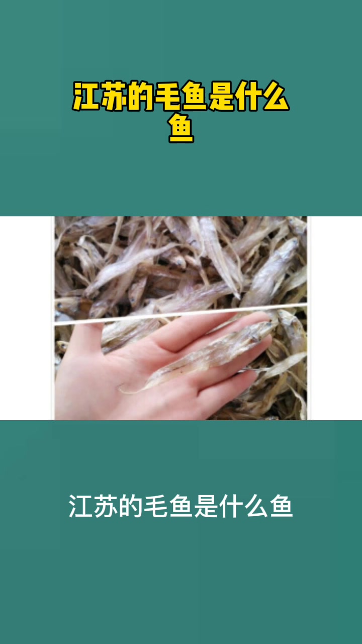 江苏的毛鱼是什么鱼