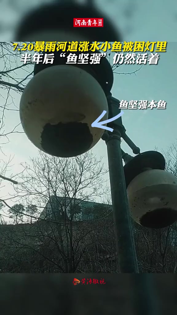 近日,河南郑州惊现“鱼坚强”。7·20暴雨致使河道涨水,一只小鱼被困路灯中,半年后仍顽强活