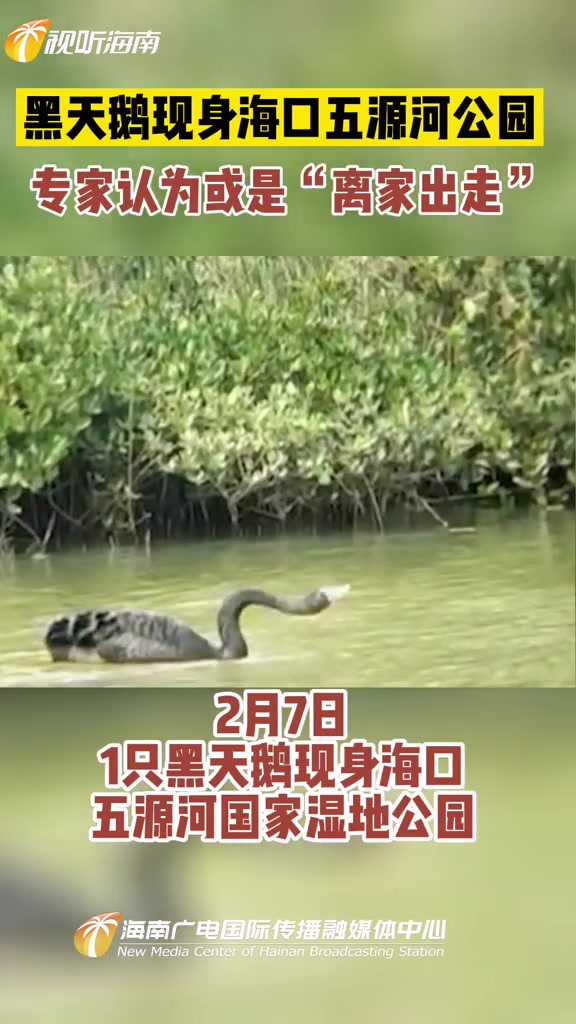 黑天鹅现身海口五源河公园,专家认为或是“离家出走” 海南 动物 零距离