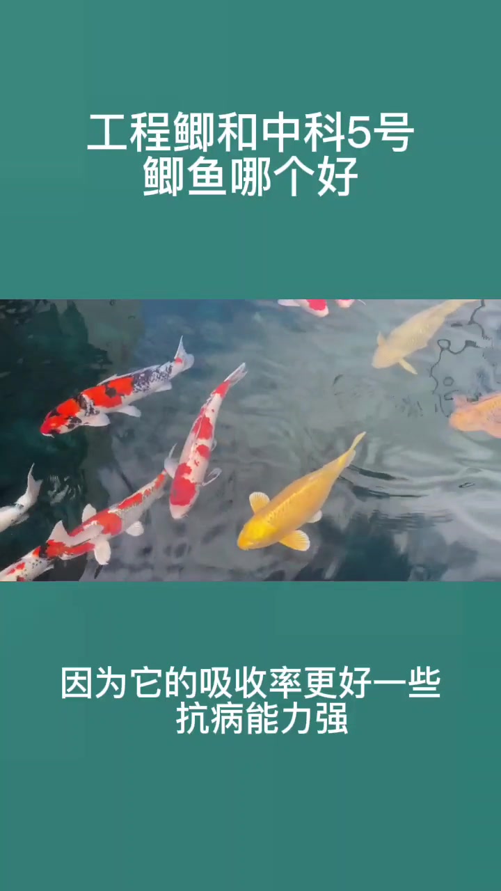 工程鲫和中科5号鲫鱼哪个好