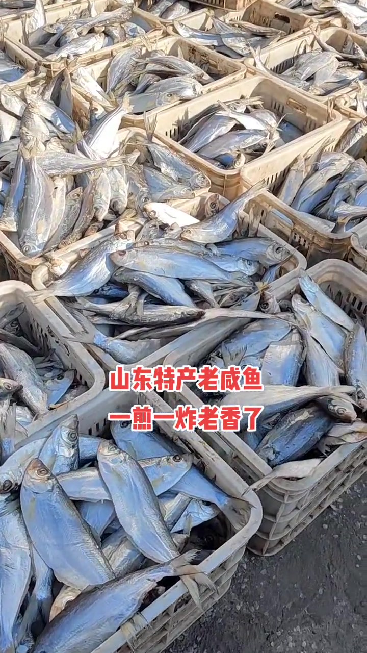 海鲜 海鲜美食 快鱼 白鳞鱼 咸鱼