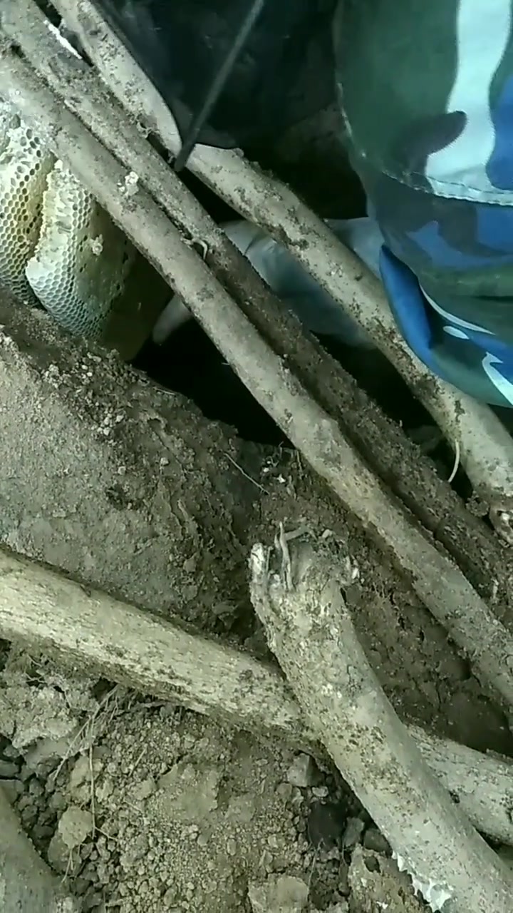 收割纯野生鸭脚木花蜜