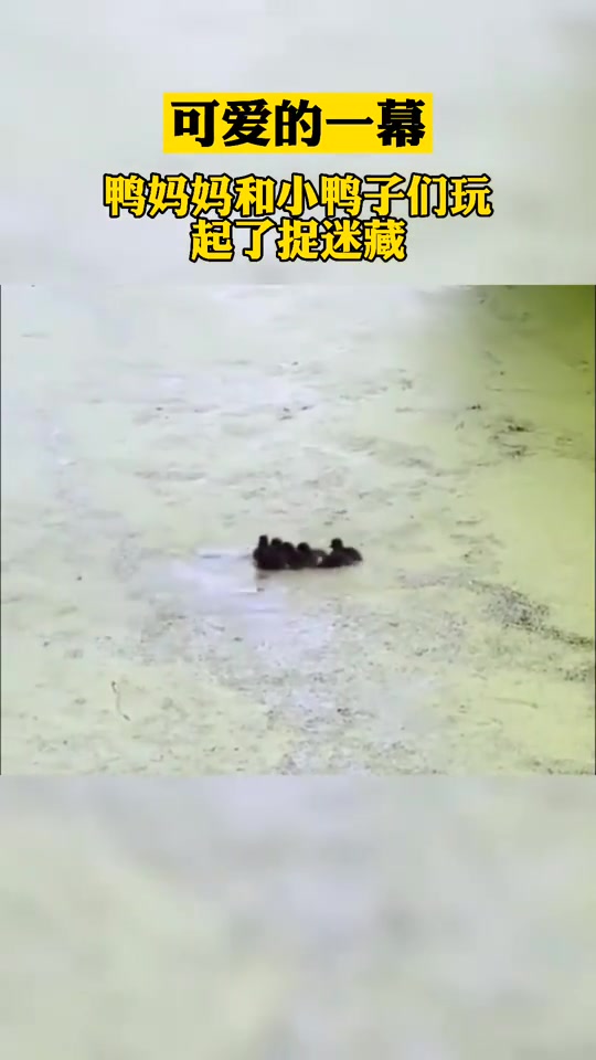 小小爱宠萌化你鸭妈妈和小鸭子们玩捉迷藏