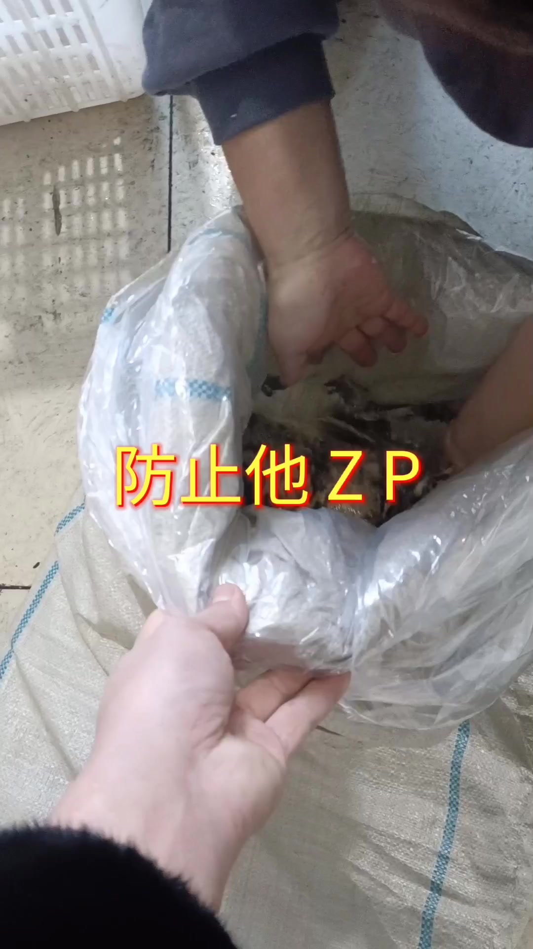 鳌花鱼,乌苏里江鱼