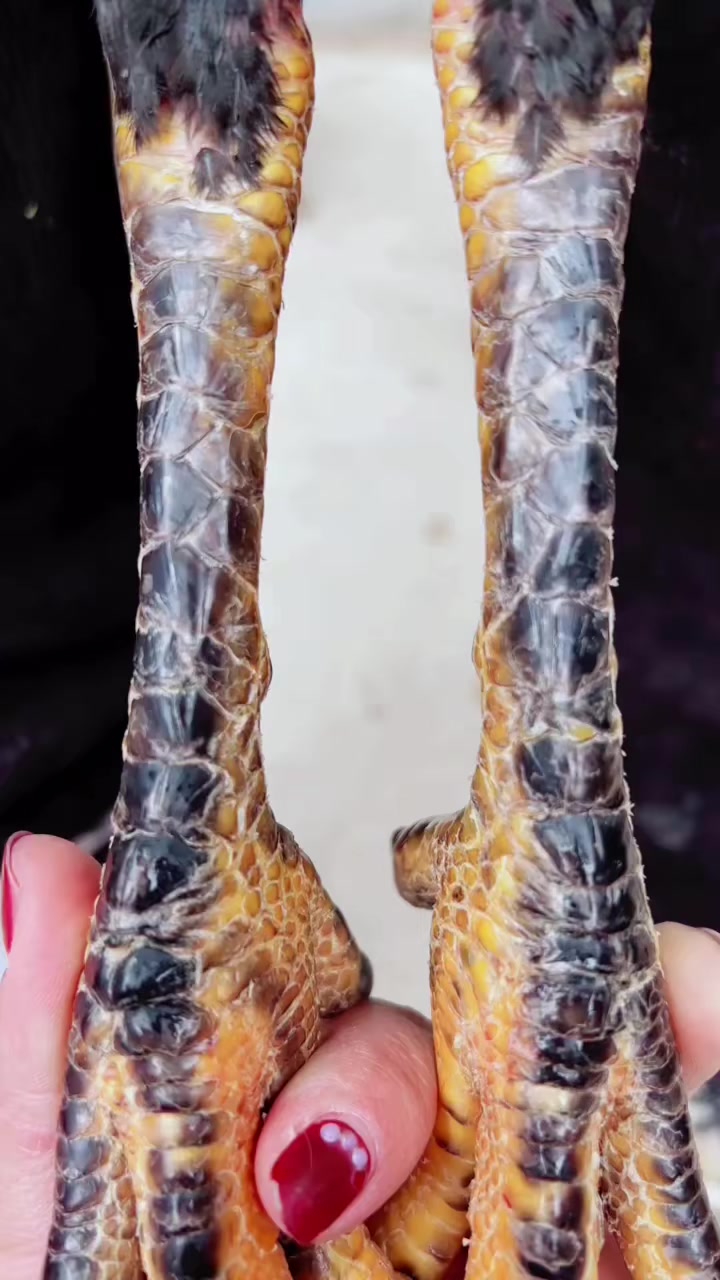 一道麟斗鸡鳞片非常好