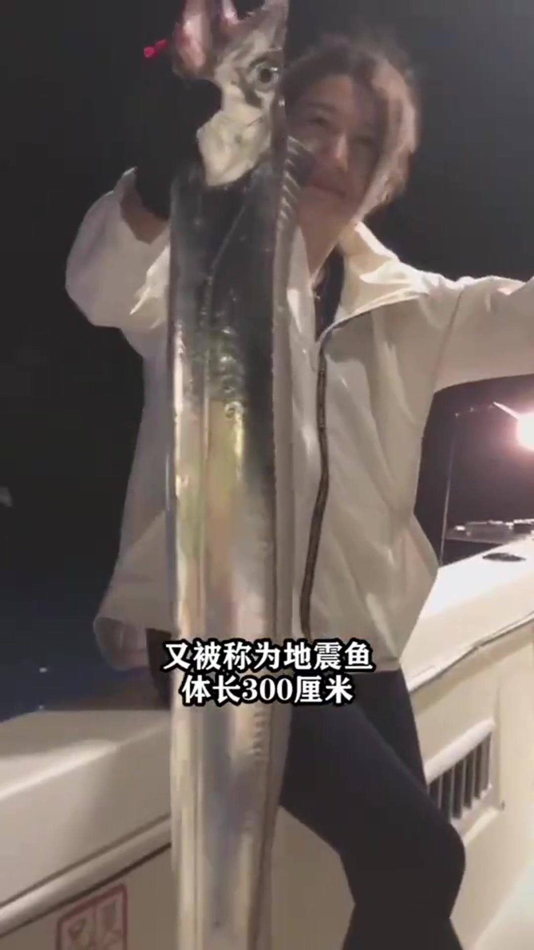 被称为龙宫使者的皇带鱼!