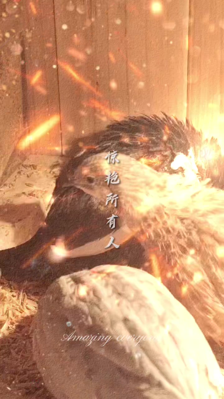 芦丁鸡是一种很会下蛋的宠物鸡