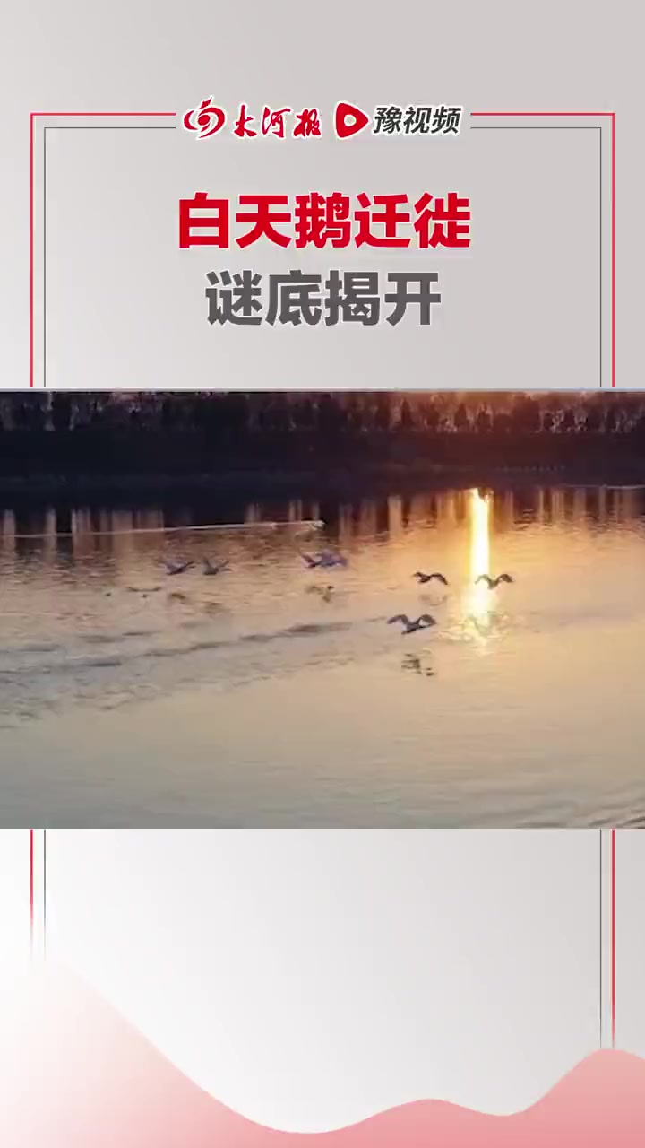 白天鹅迁徙谜底揭开 春季白天鹅迁离越冬地三门峡以后,沿着中上游段黄河(晋豫段、陕晋段和内蒙
