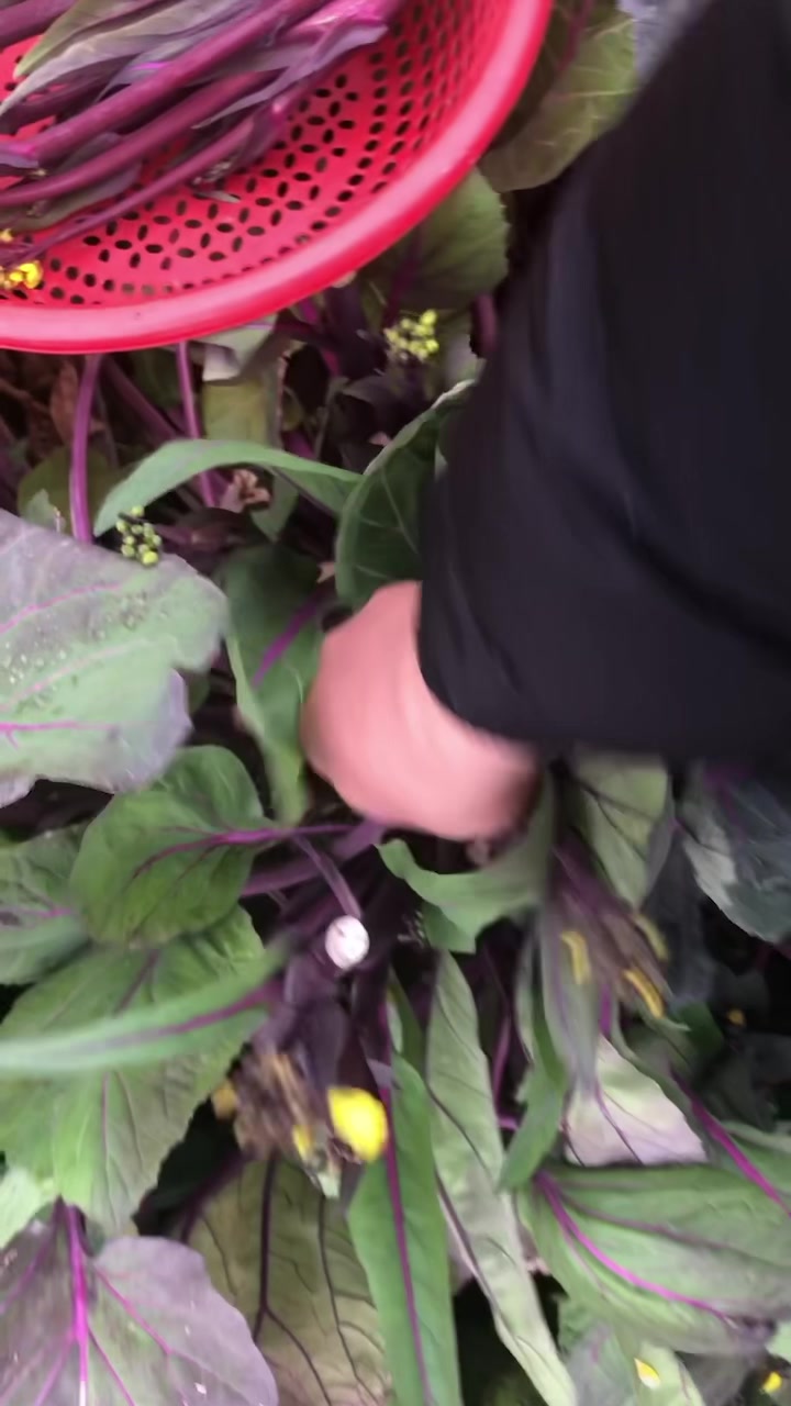 我也不想天天卷菜苔,一家人都爱吃没办法