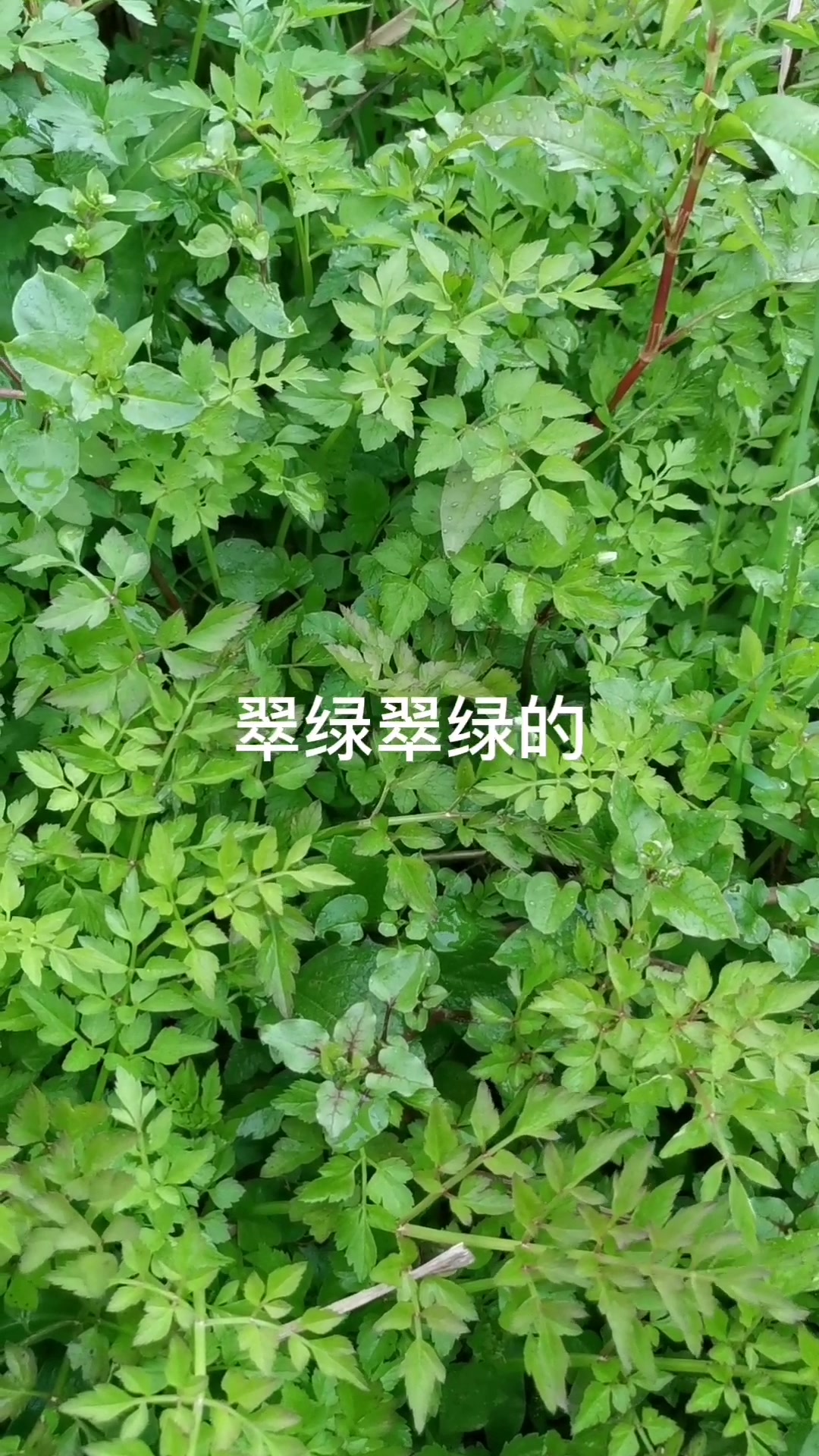 发现一大片野芹菜,有口福了