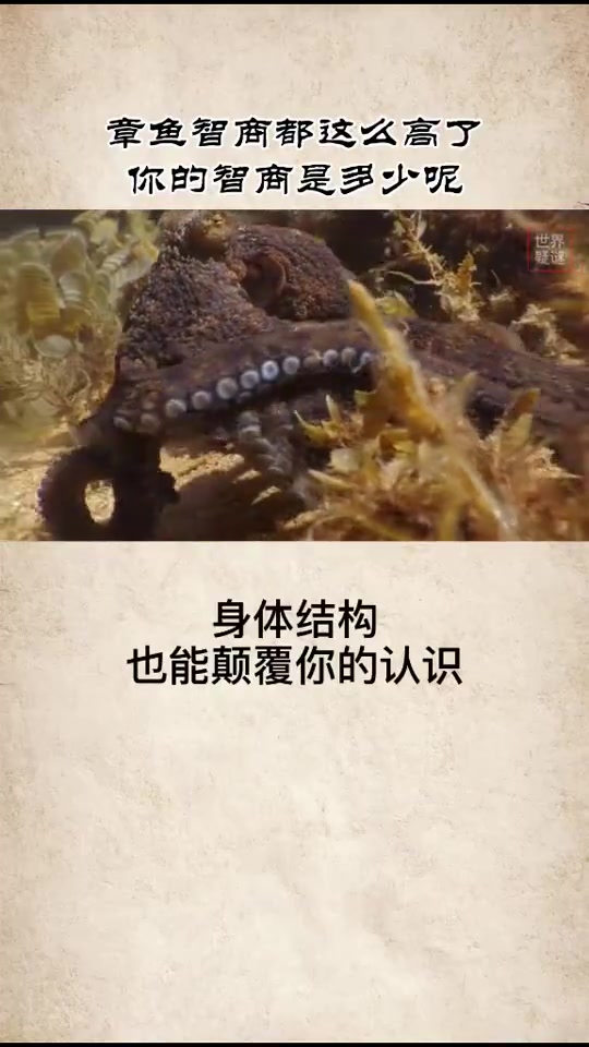 奇闻趣事抢先看章鱼为什么被称为外星生物呢难道就因为它!