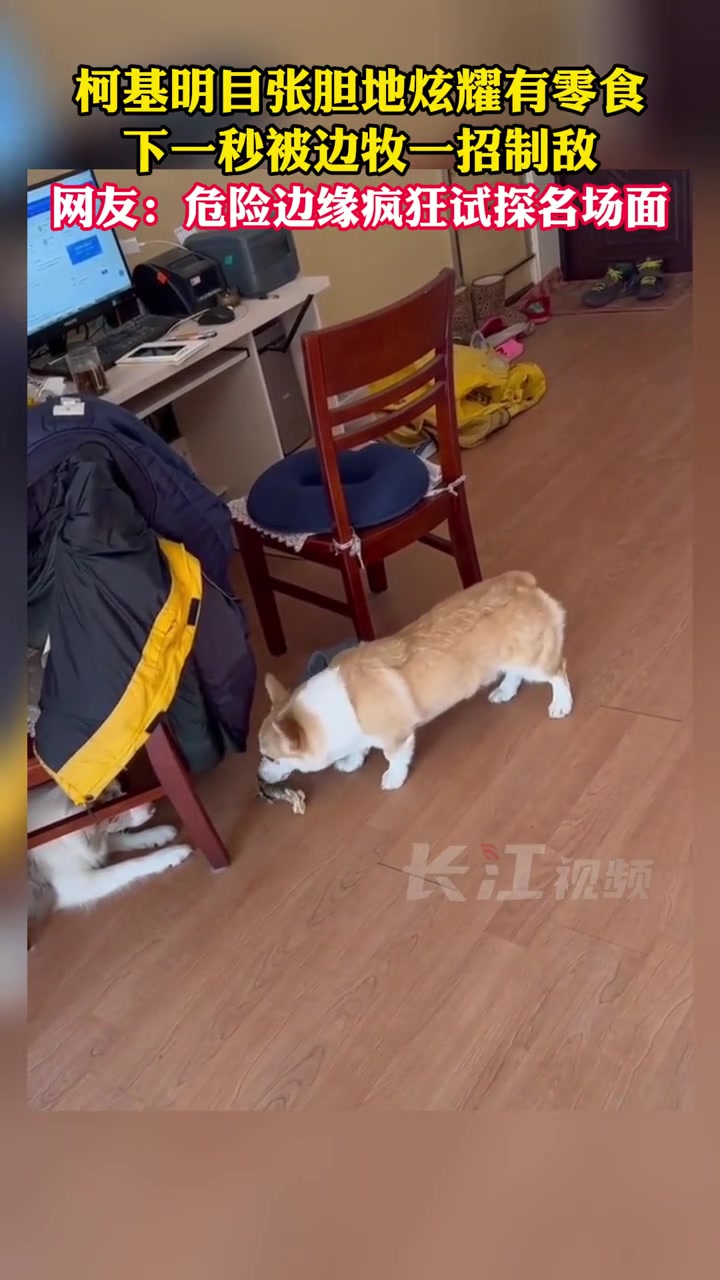 2月13日,长春。柯基明目张胆地炫耀有零食,下一秒被边牧一招制敌,网友:危险边缘疯狂试探名