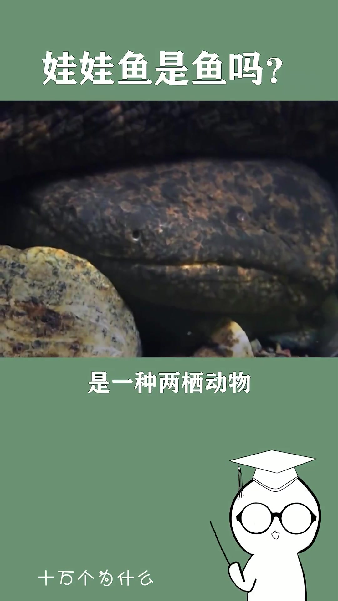 娃娃鱼是鱼吗?