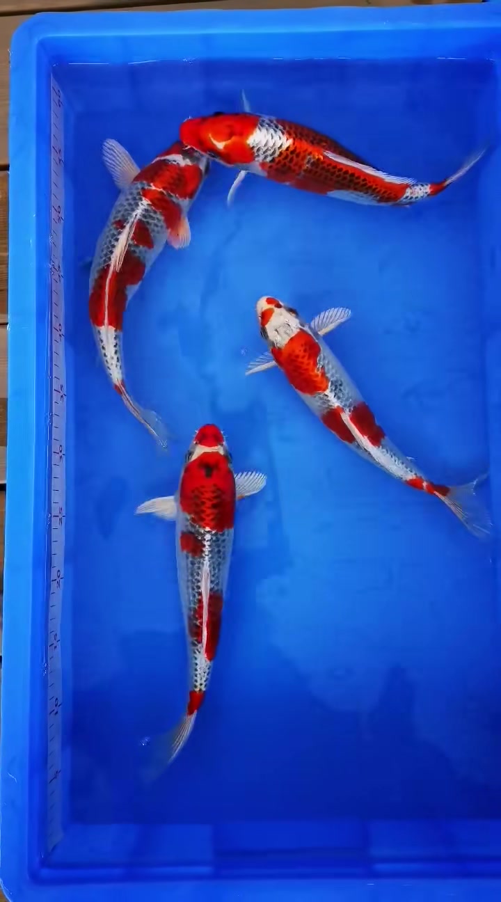 日系金属孔雀锦鲤,颜色艳丽,体型圆润,招财风水鱼!