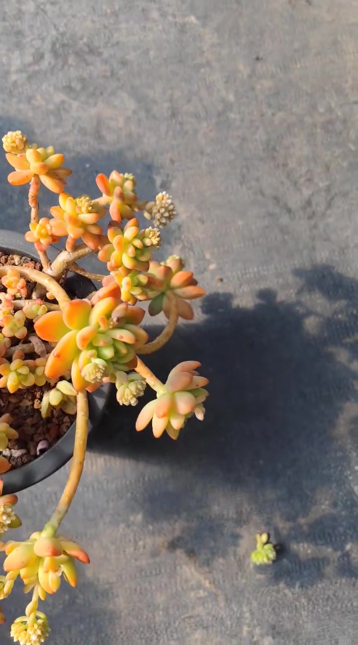 多肉系香格里拉老桩状态