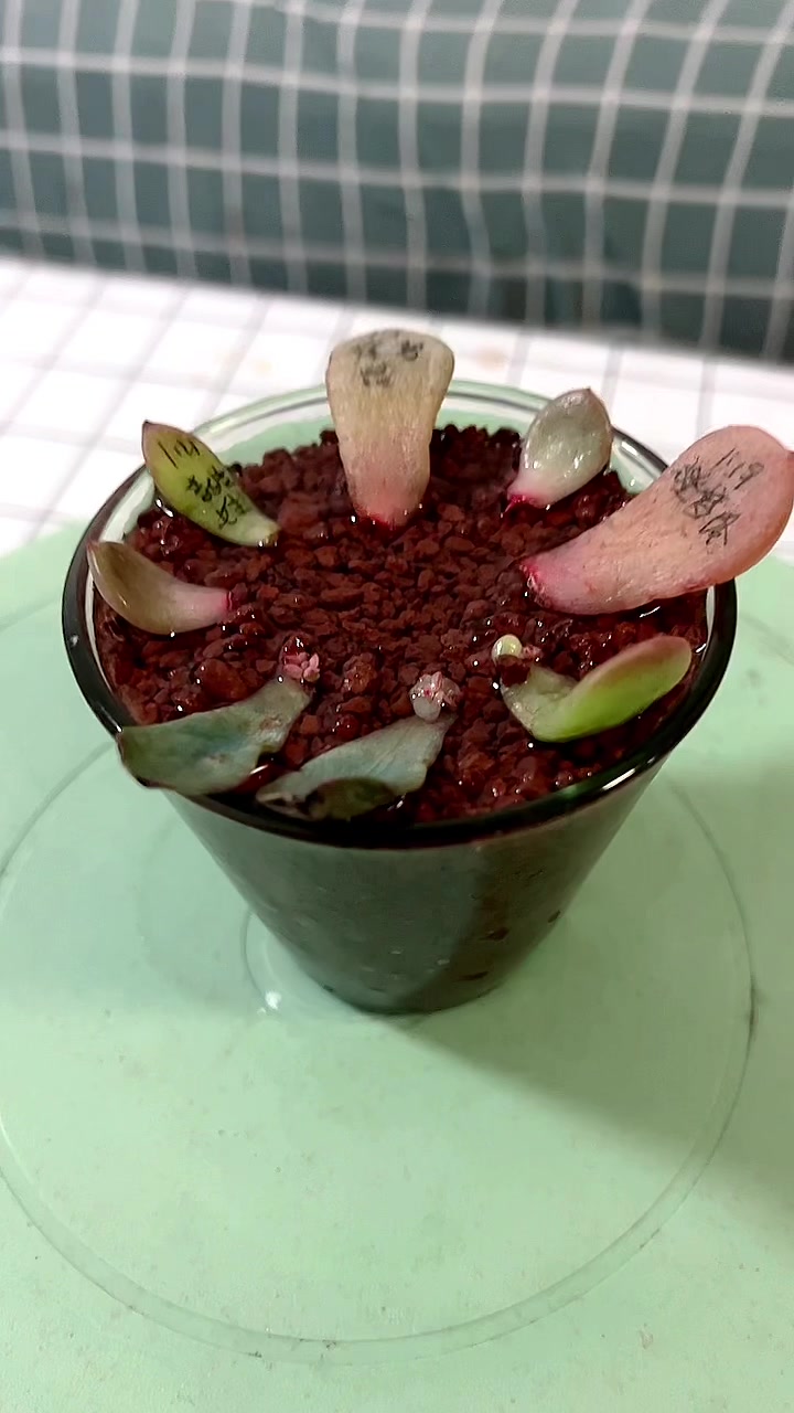 #多肉植物#看看哪一种水诱发根方式更快速,做个实验看看效果