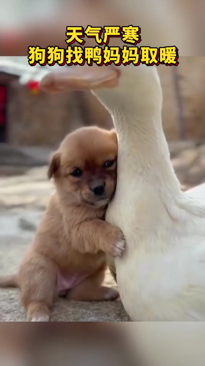 天气严寒,狗狗找鸭妈妈取暖。网友:太有爱了!