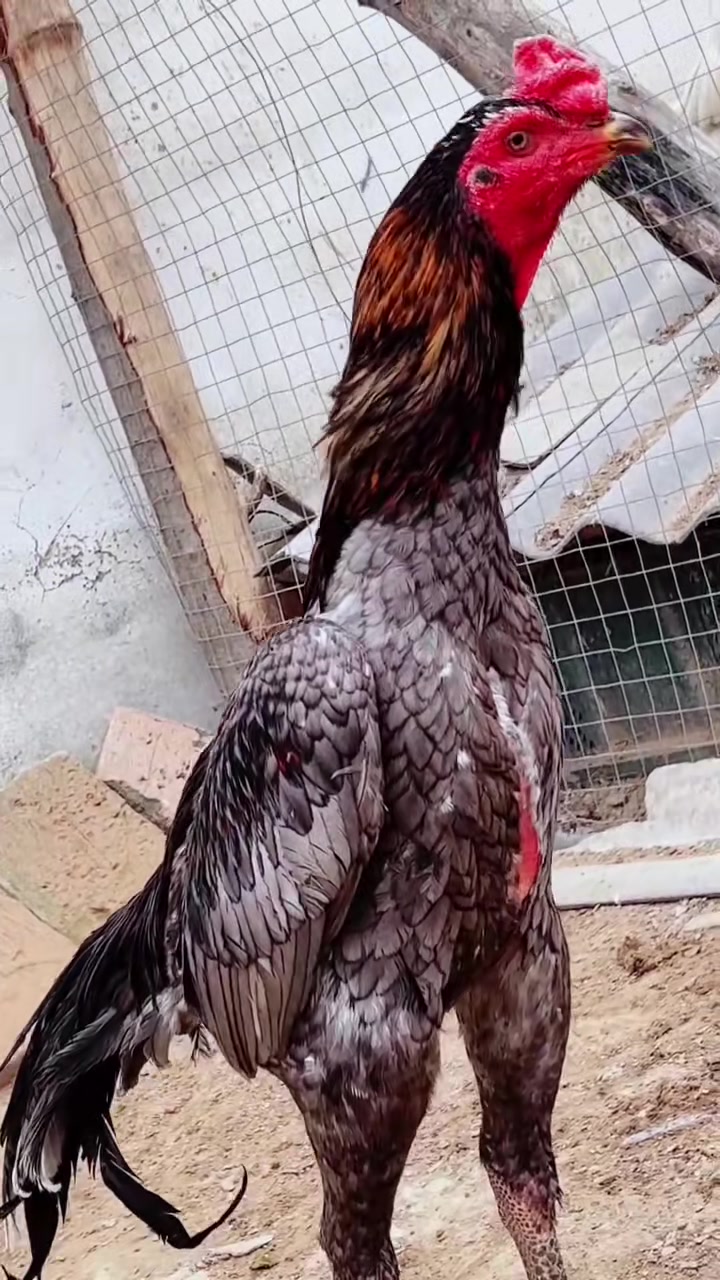 自留款的一只大骨架灰色斗鸡