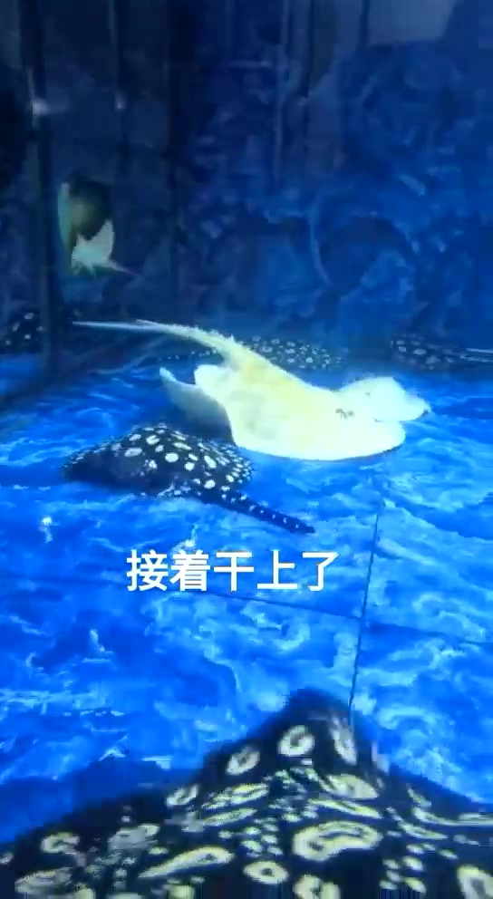 观赏鱼中的王者魟鱼